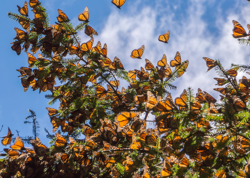 Clustering Monarch butterflies