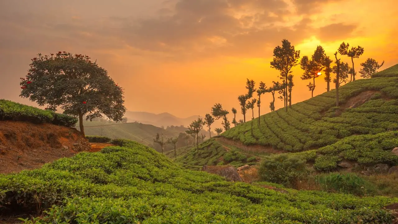 Munnar 4