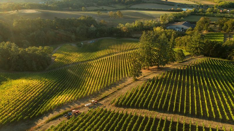 Kan man lave amerikansk vin udenfor Californien? De bedste vine fra Oregon og Washington State