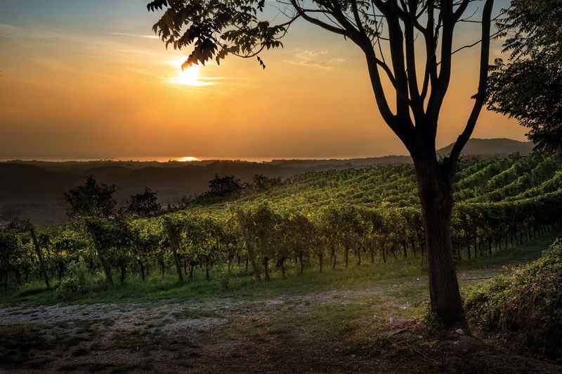 Italiensk for begyndere: De vigtigste Italienske vinområder