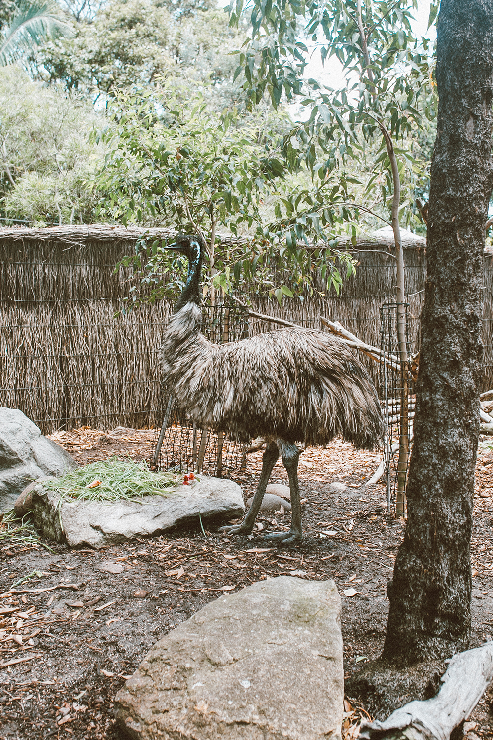 livvyland-blog-olivia-watson-austin-texas-fashion-travel-lifestyle-blogger-sydney-melbourne-australia-taronga-zoo-emu