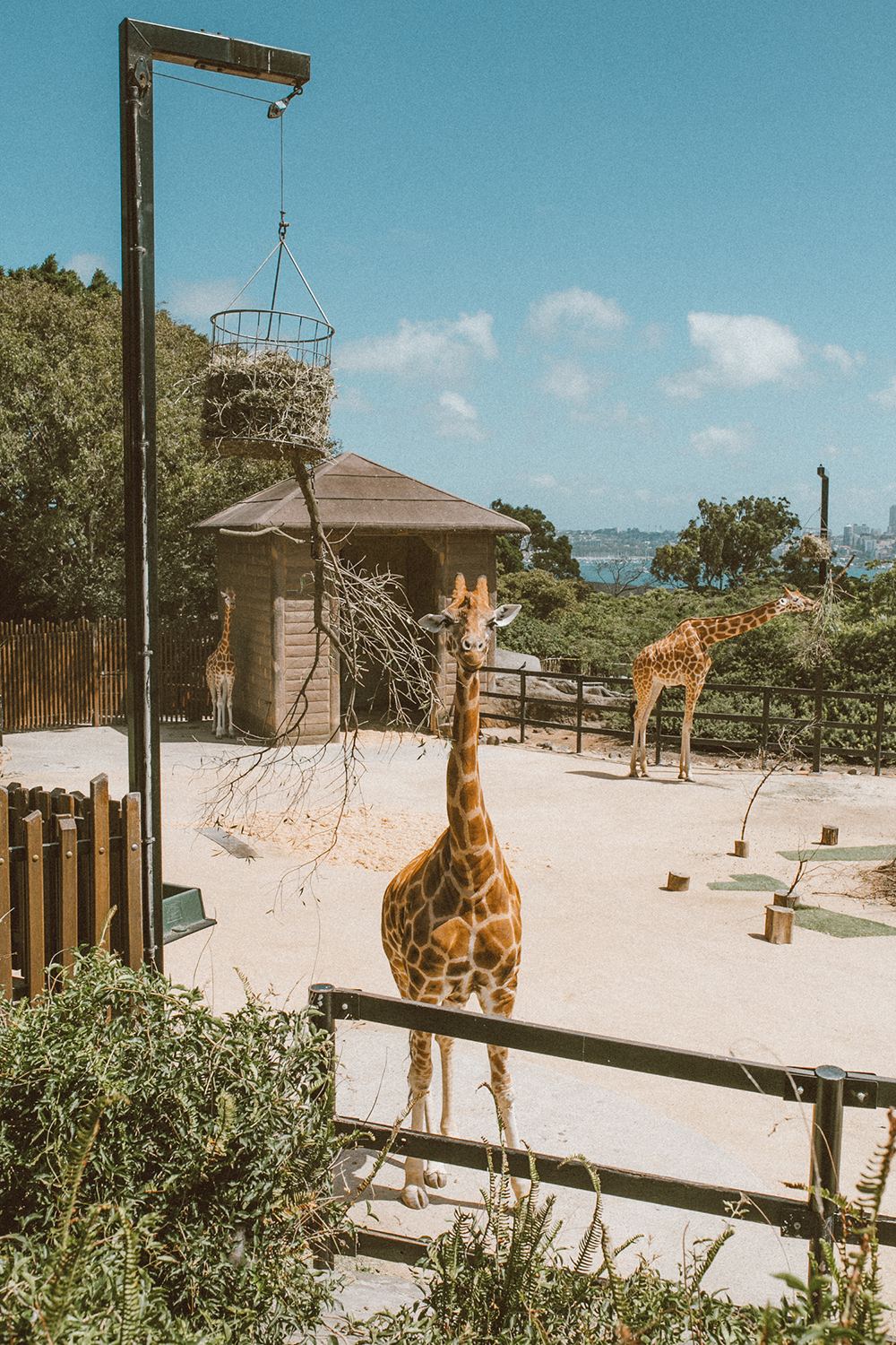 livvyland-blog-olivia-watson-austin-texas-fashion-travel-lifestyle-blogger-sydney-melbourne-australia-taronga-zoo-giraffes-1