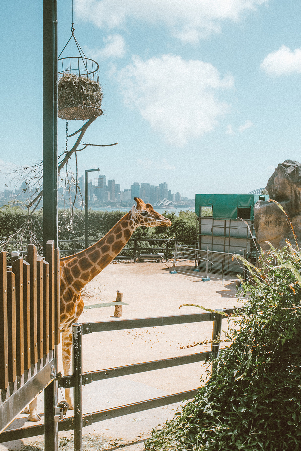 livvyland-blog-olivia-watson-austin-texas-fashion-travel-lifestyle-blogger-sydney-melbourne-australia-taronga-zoo-giraffes