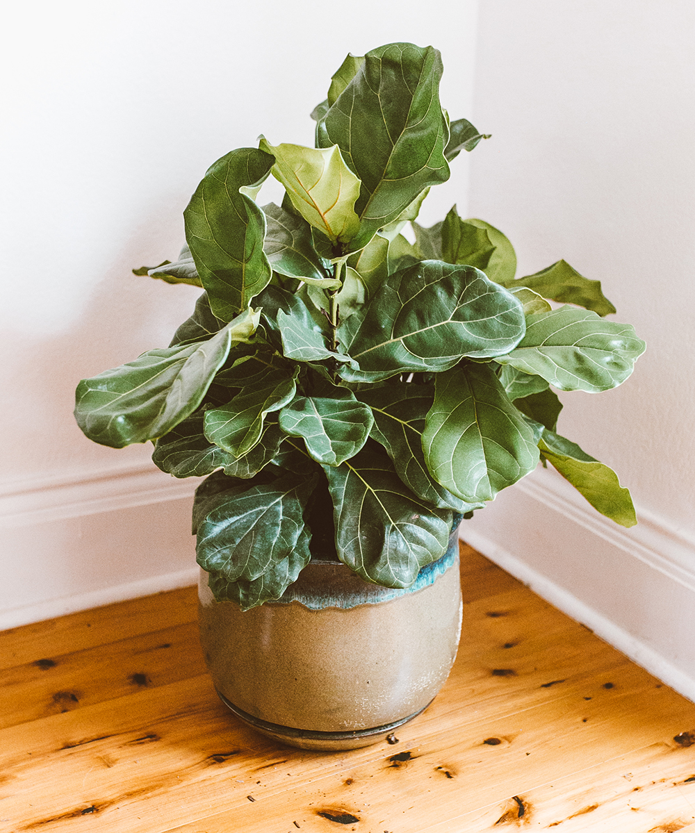 livvyland-blog-olivia-watson-austin-texas-lifestyle-blogger-home-decor-fiddle-leaf-tree-how-to-1