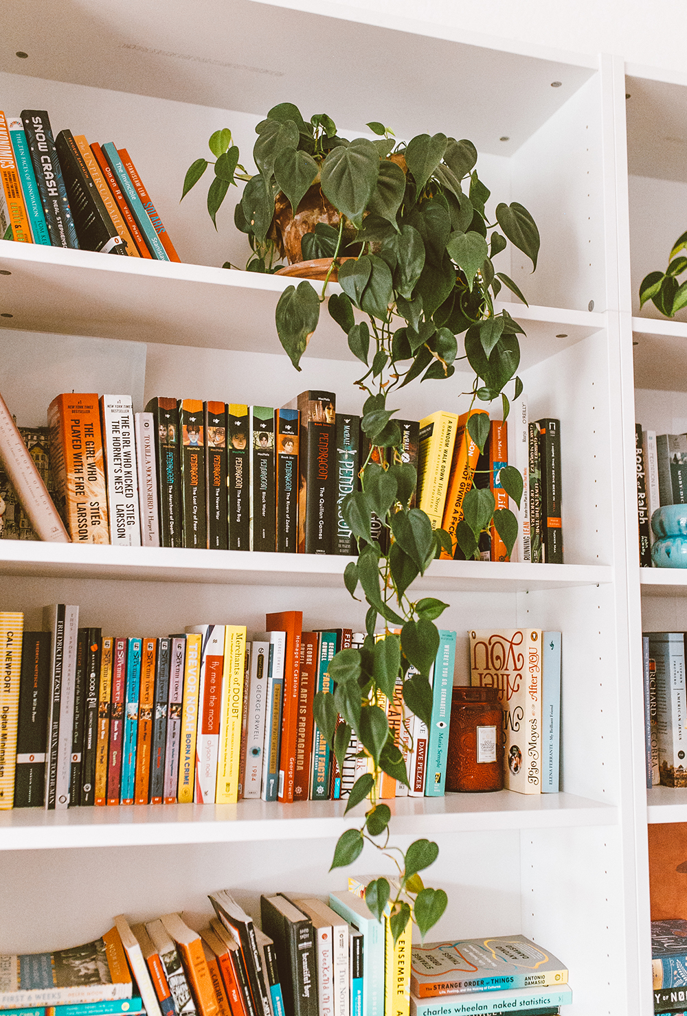 livvyland-blog-olivia-watson-austin-texas-lifestyle-blogger-home-decor-inside-plant-care-how-to-bookshelf-2