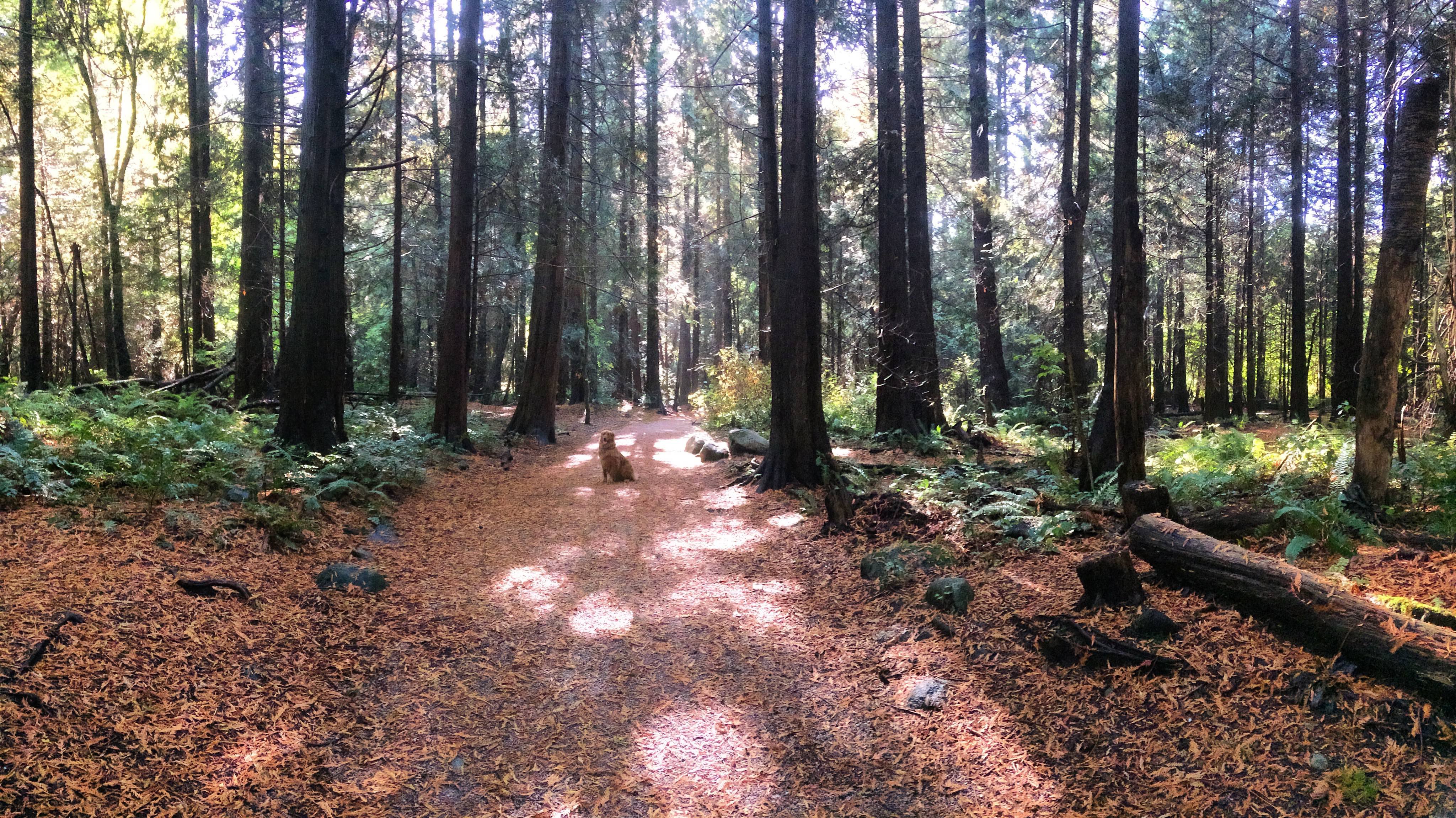 Vancouver nature forest trees