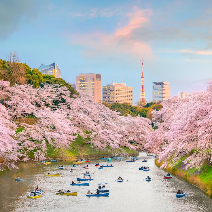 Chidorigafuchi cherry blossom