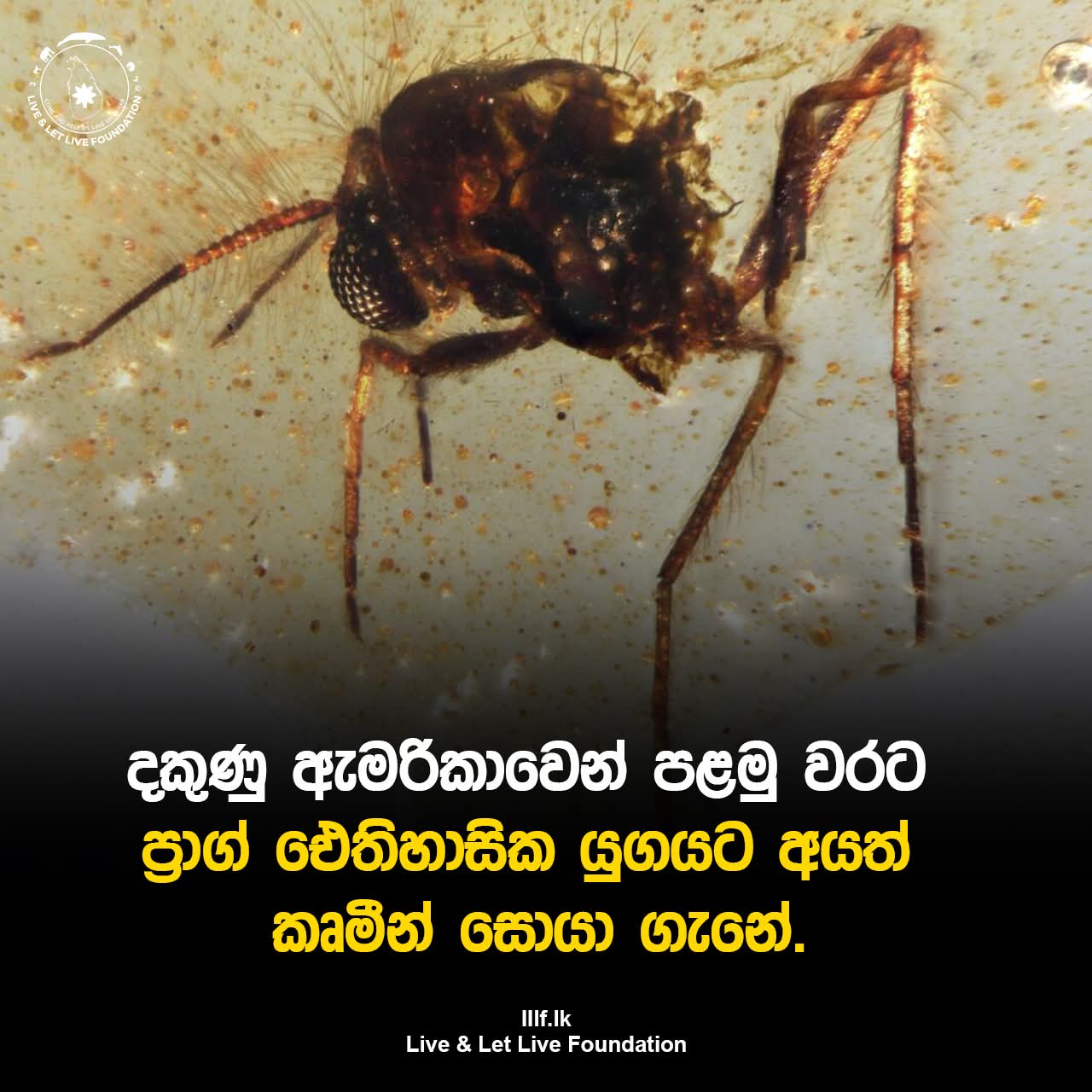 දකුණු ඇමරිකාවෙන් පළමු වරට ප්‍රාග් ඓතිහාසික යුගයට අයත් කෘමීන් සොයා ගැනේ