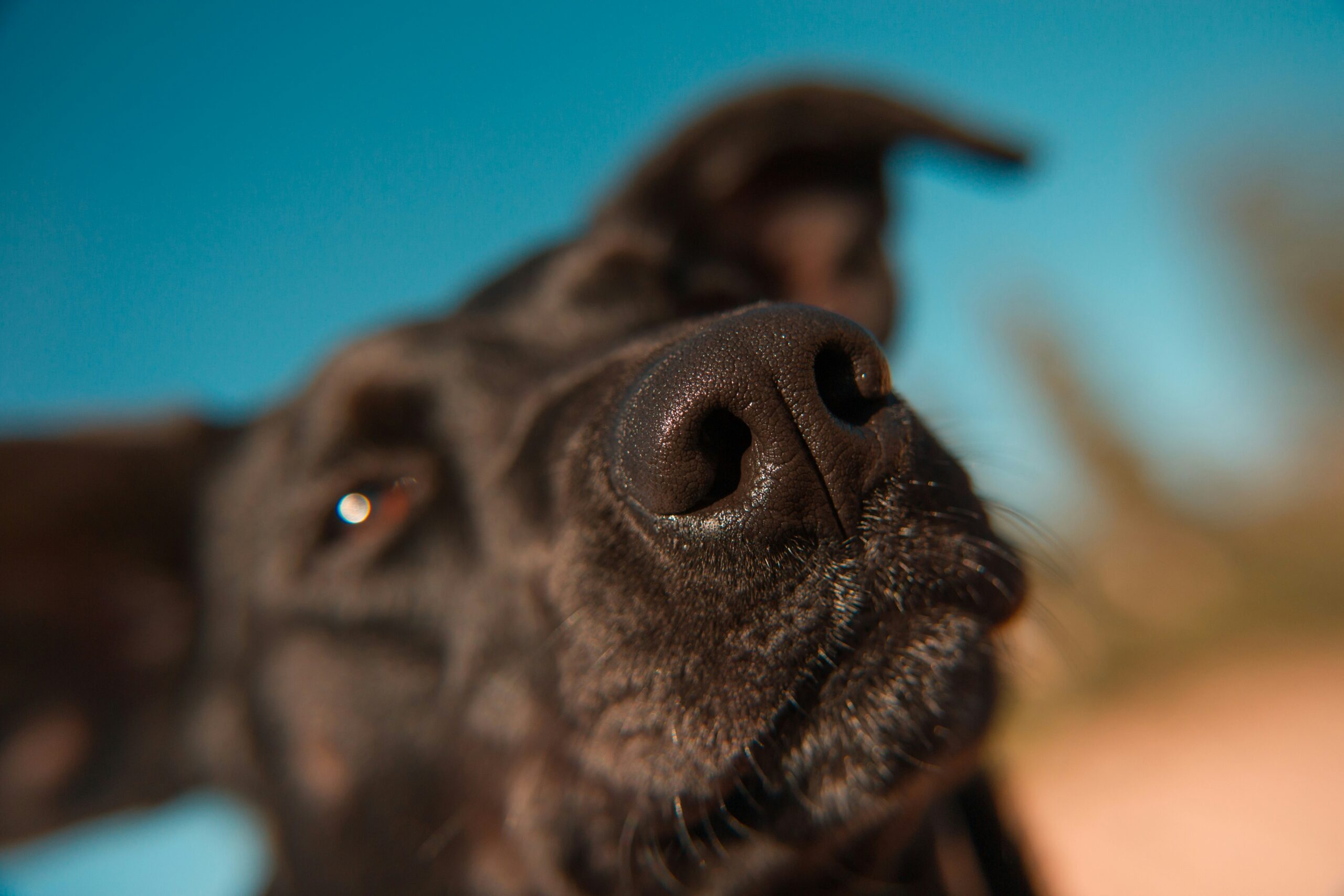 Sniffer Dogs COVID-19 Detection: A Privacy-Friendly Approach. Bl proxy address