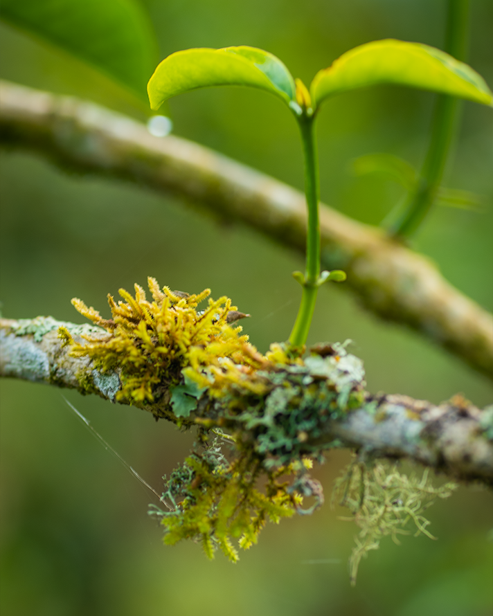 Parasitic Shrubs  A Silent Threat to Coffee Trees