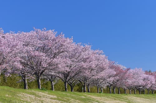 廃校の跡に桜並木を作ることに賛成ですか？