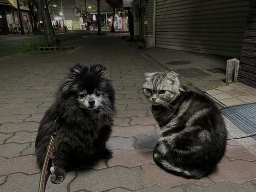 動物の殺処分ゼロを実現してほしい