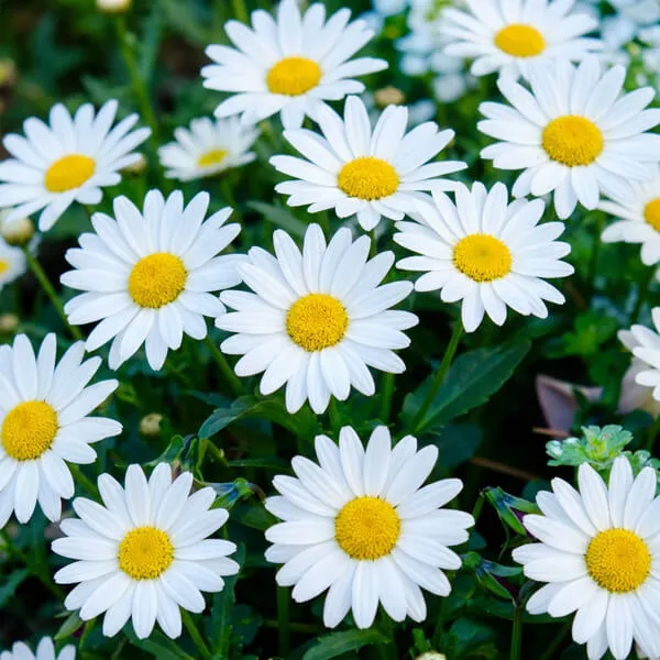 Daisy