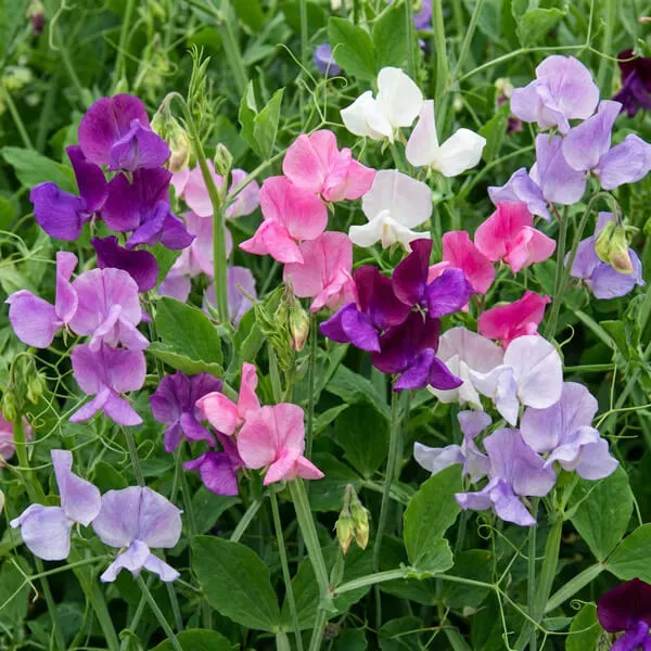 Sweet Pea