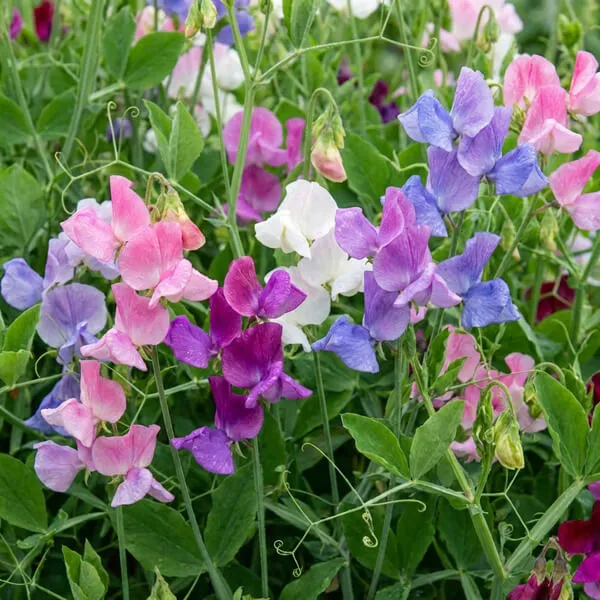 Sweet Pea