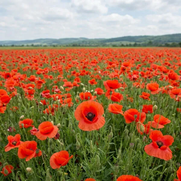 Poppy