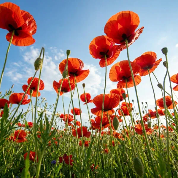 Poppy