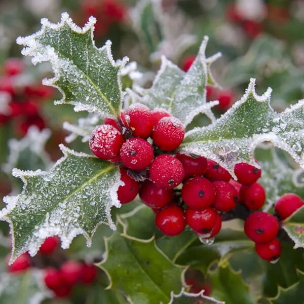 Holly