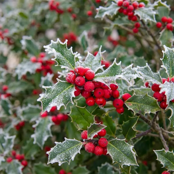 Holly