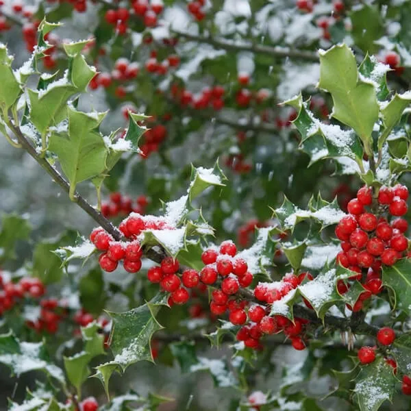 Holly