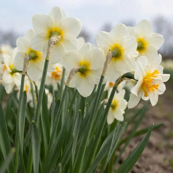 Narcissus
