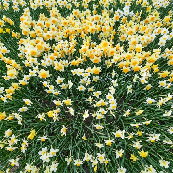 Narcissus
