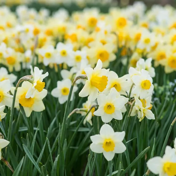 Narcissus