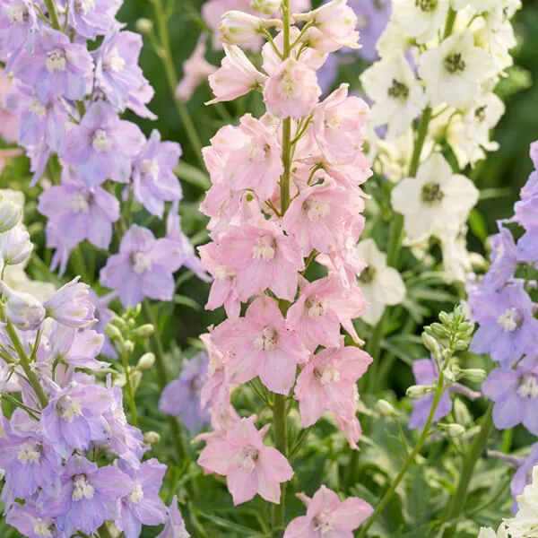 Larkspur