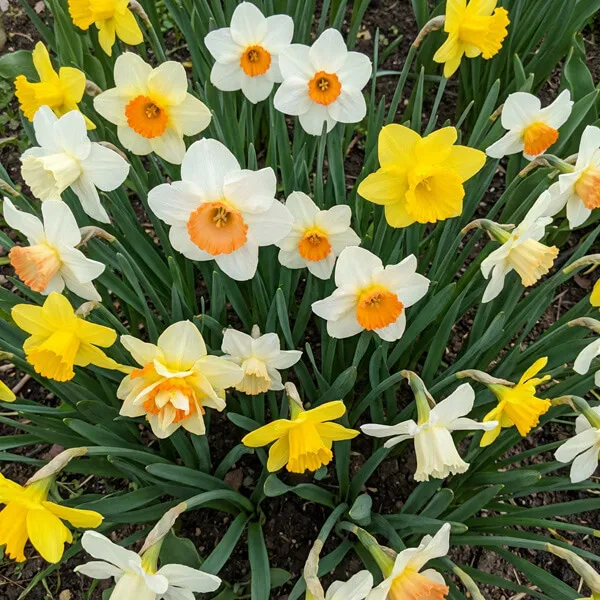 Why Daffodils Fit March So Naturally