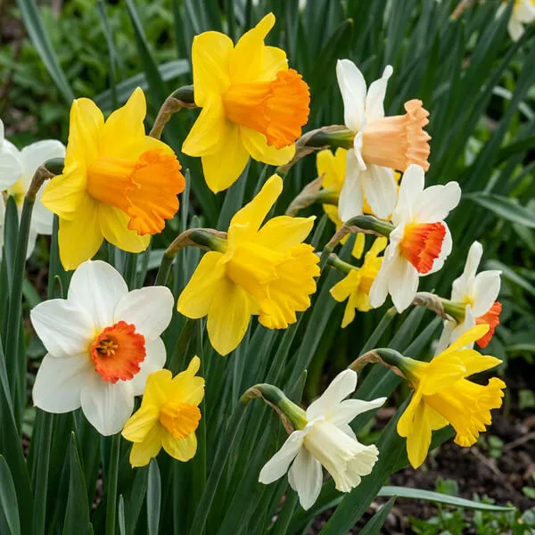 March Birth Flower