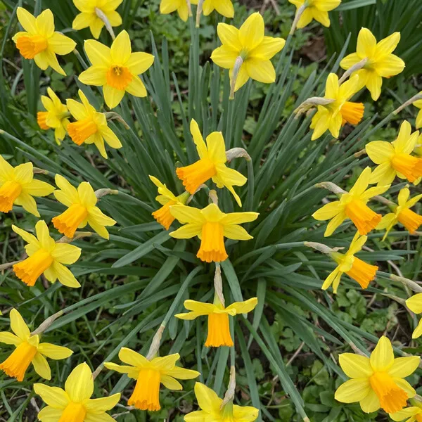 What Daffodils Usually Symbolize