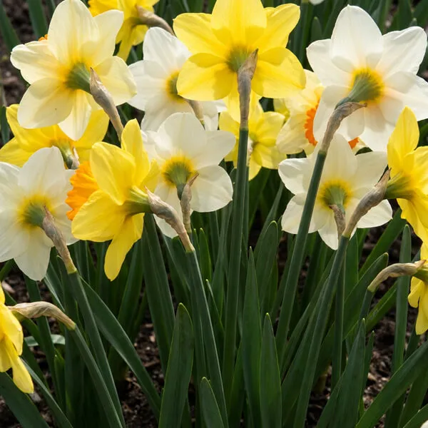 Why Daffodils Still Win in the End
