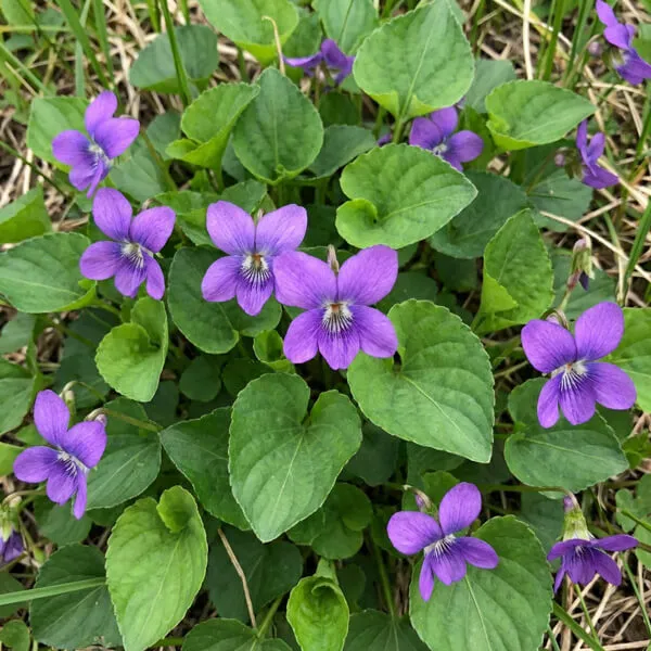 Violet