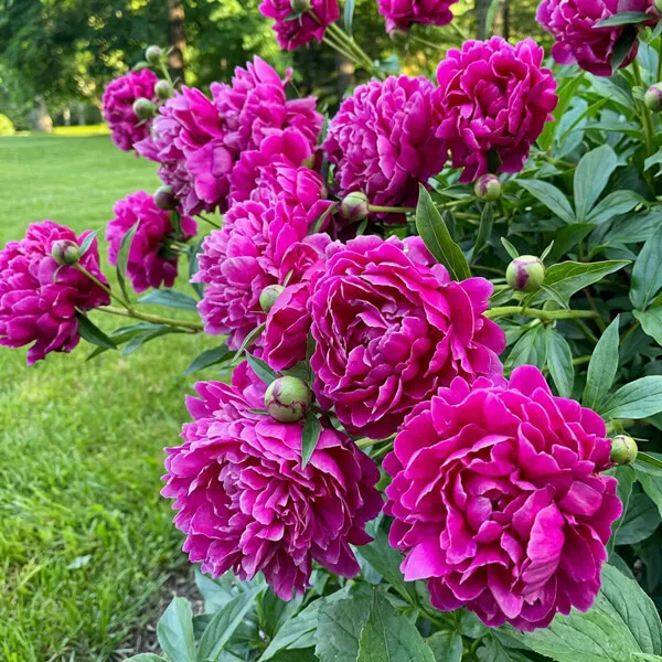 Peony