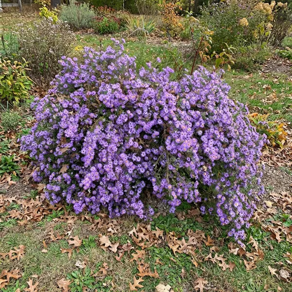 Aster