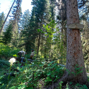 Trail Junction