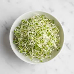 Alfalfa Sprouts