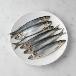 Atlantic Herring