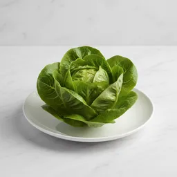 Butter Lettuce