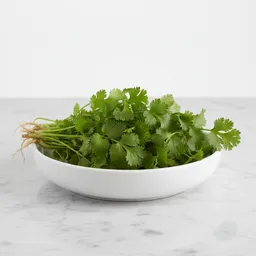 Cilantro