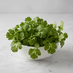 Cilantro