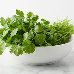 Cilantro