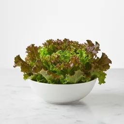 Coral Lettuce