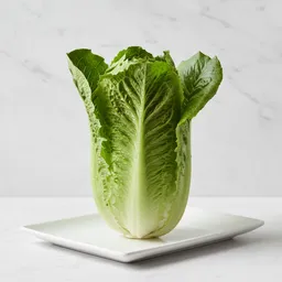 Cos Lettuce