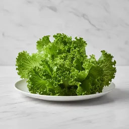 Curly Lettuce