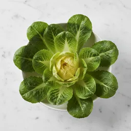 Escarole