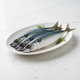 Mackerel Fish