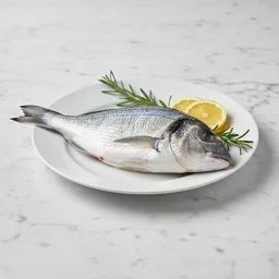 Gilthead Sea Bream