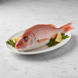 Red Snapper Fish