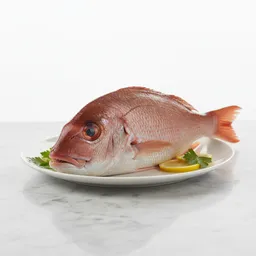 Snapper Fish